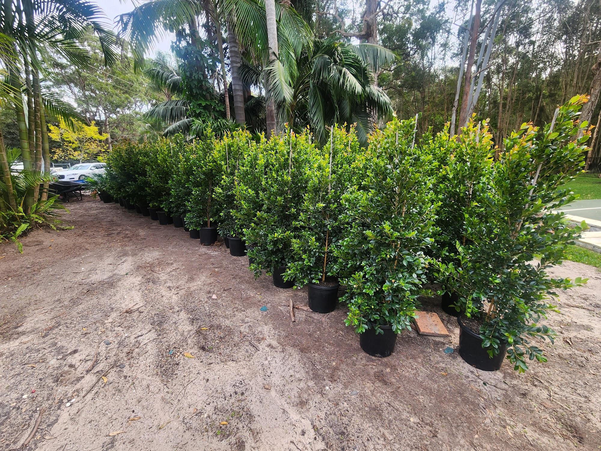 Transformed Port Macquarie garden with sandstone retaining walls and sculpted plantings